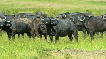 牛在线观看,揭秘网络牛群的欢乐时光  第3张