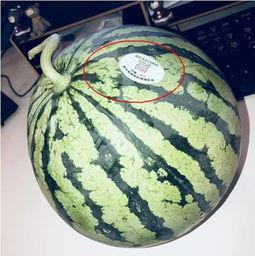 网红吃瓜全家桶,揭秘娱乐圈幕后故事